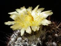 Thumbnail of 1701_Copiapoa humilis tennissima_20170516_03(1).JPG